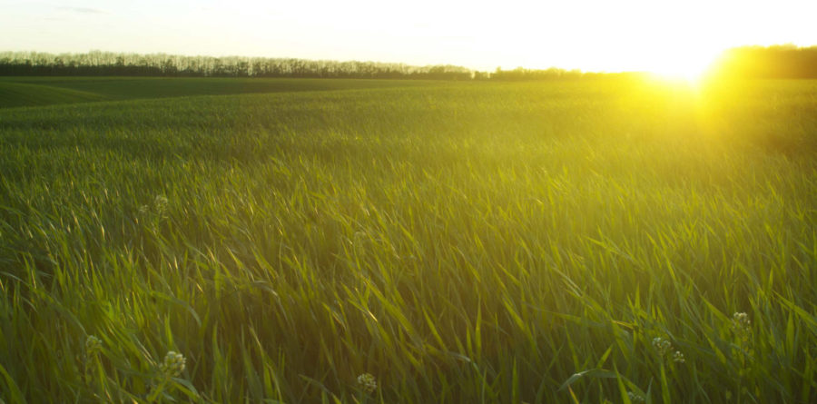 grassland